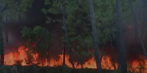 Portugal in Flammen: EU-Länder mobilisieren Ressourcen zur Unterstützung bei verheerenden Waldbränden