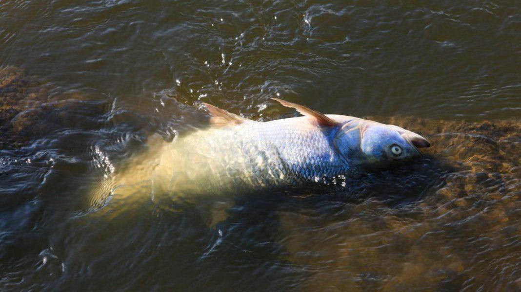 Nabu hat den deutsch-polnischen Grenzfluss Oder mit einem Negativpreis bedacht