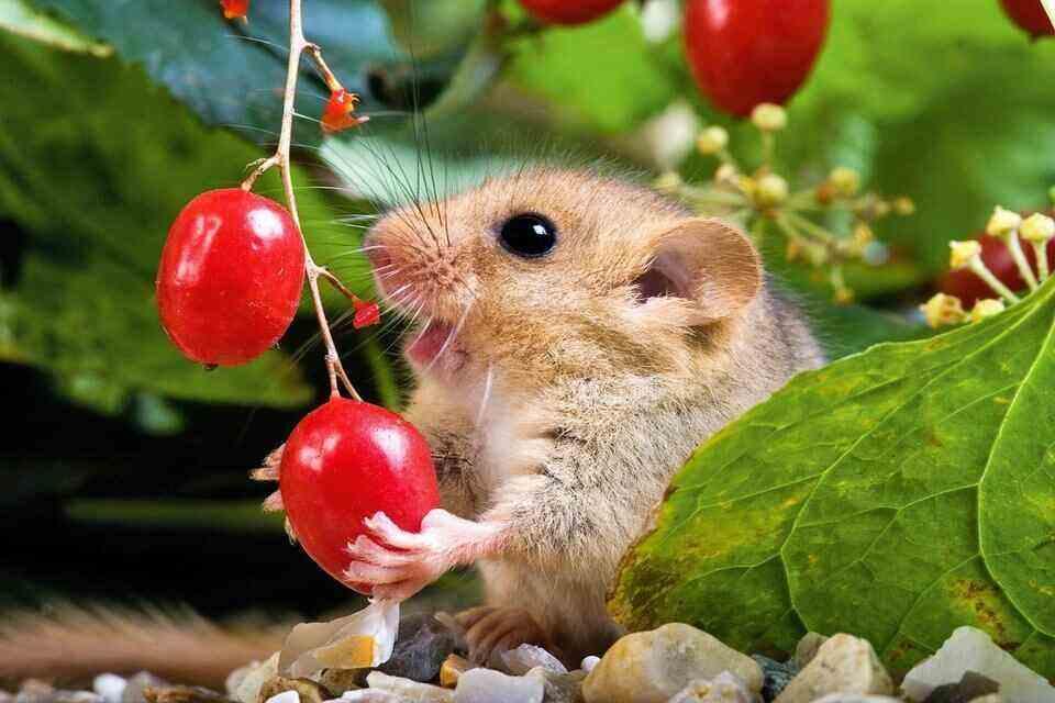 Klimawandel zeigt seine Auswirkungen auf die Tierwelt