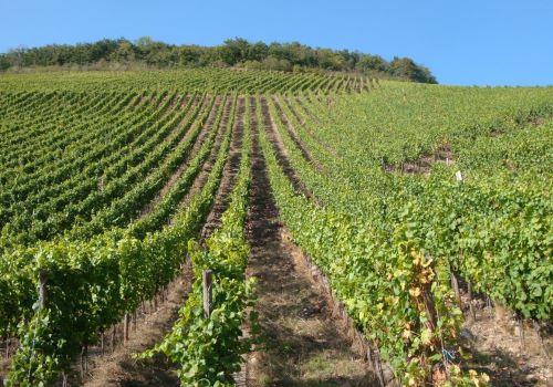 Die Anbaufläche von Öko-Weinen in Deutschland wächst