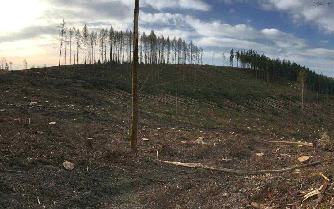 Durch Import von Rohstoffen ist Deutschland einer der größte Treiber von bergbaubedingter Waldzerstörung