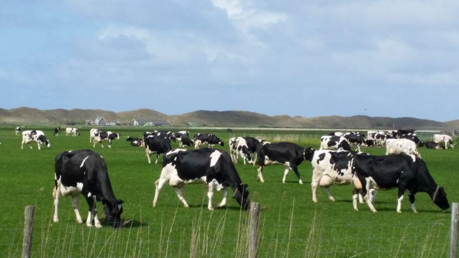 Landwirte an vorderster Front: Niederländer sind durch den Krieg gegen die Stickstoffbelastung gespalten