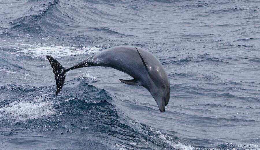 Russland setzt zum Schutz seiner Schwarzmeerflotte auf Kampfdelfine