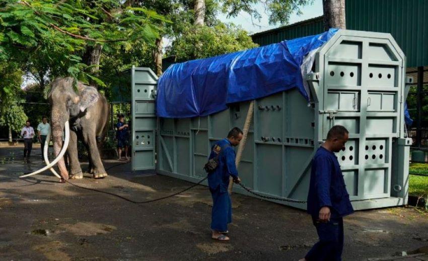 In Sri Lanka vernachlässigter Elefant besteigt Heimflug nach Thailand In Sri Lanka vernachlässigter Elefant besteigt Heimflug nach Thailand