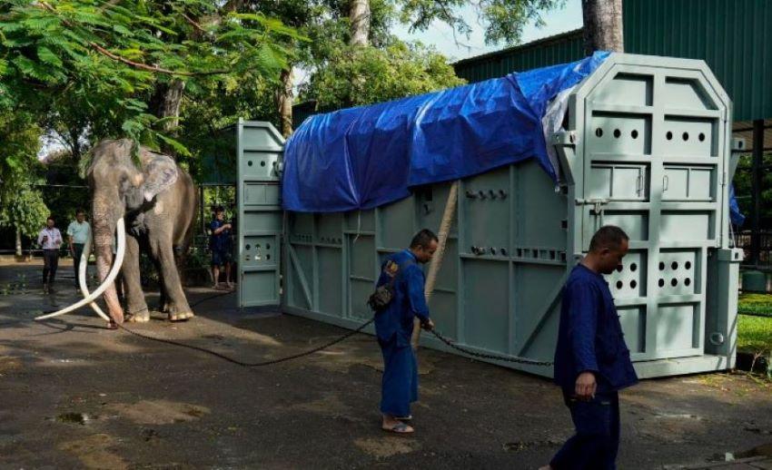 In Sri Lanka vernachlässigter Elefant besteigt Heimflug nach Thailand