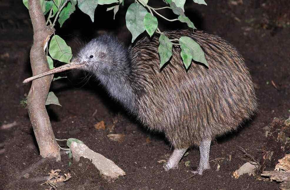 Sie stinken, haben schlechte Augen und doch ist der Kiwi der Nationalvogel Neuseelands