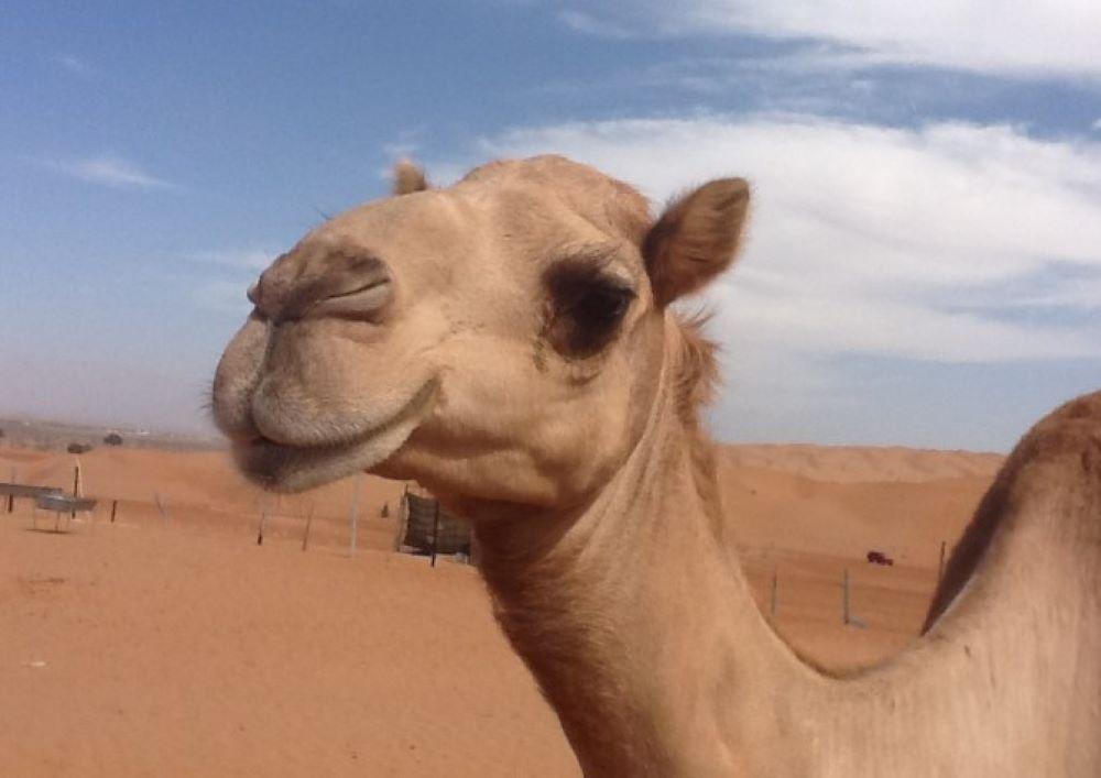 "Schönheitsköniginnen" gesucht: Warum das Klonen von Kamelen in Dubai ein großes Geschäft ist