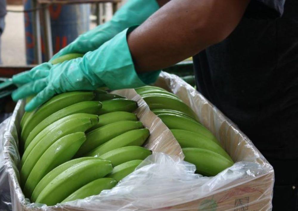 Die Sicherheit in Ecuador ist gescheitert da Drogenkartelle die Bananenindustrie für den Kokaintransport ausnutzen