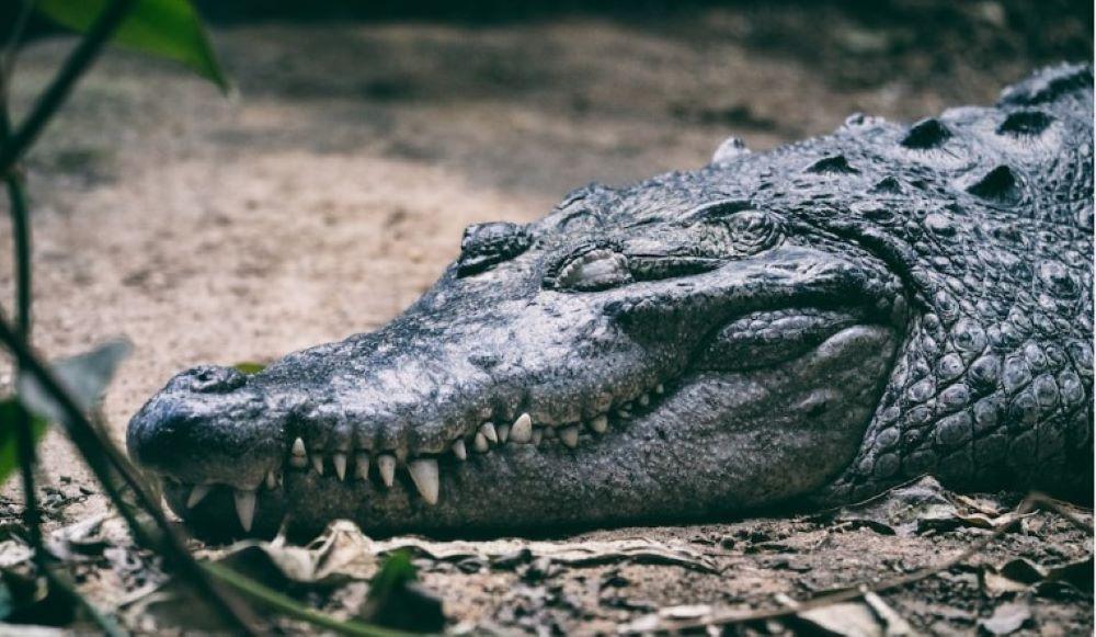 Dutzende Krokodile in China entkommen während der Überschwemmungen