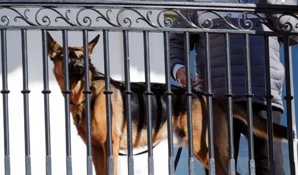Bidens Hund Commander verlässt das Weiße Haus nach Beißattacken Bidens Hund Commander verlässt das Weiße Haus nach Beißattacken