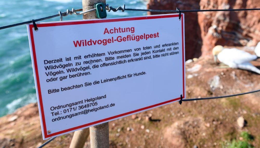 Fehlende Daten sind laut Experten ein Problem bei der Einschätzung der Entwicklung der Vogelgrippe