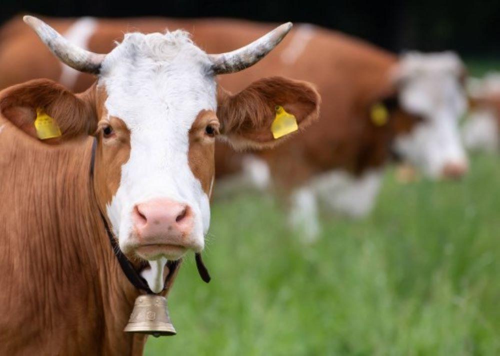 Streit um die Kuhglocken - Schweizer Dorf im Clinch mit der Tradition