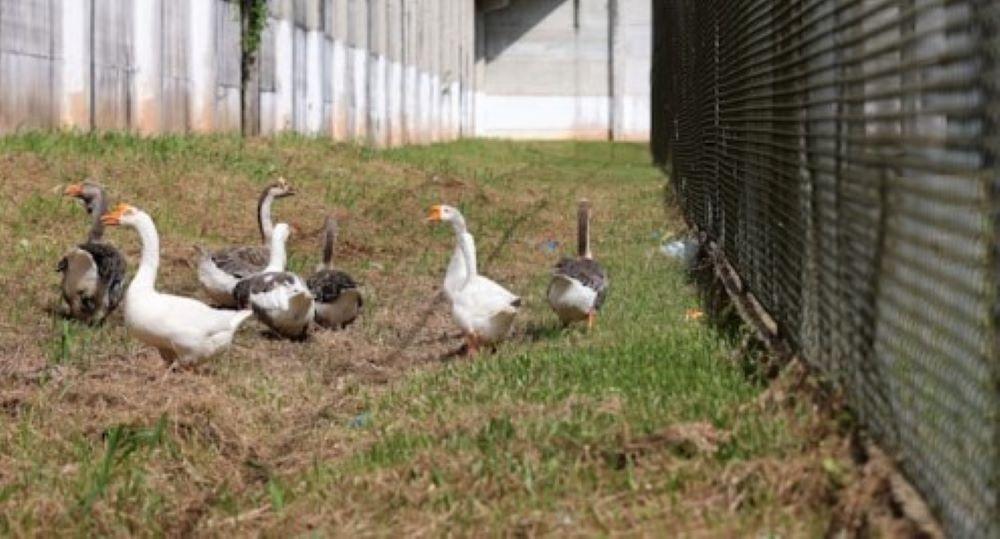 Gänse auf Patrouille: Gefängnis nutzt statt Wachhunden nun das Federvieh