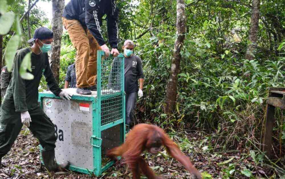 Der kleine Orang-Utan wurde konfisziert und im Zoo von Kuwait untergebracht. In den Golfstaaten gilt es als schick, ein exotisches Wildtier zu besitzen. Nun ist Taymur wieder in seiner Heimat Borneo, im Wald der Flussinsel Salat Island. Taymur wurde schon als Säugling zum Waisen