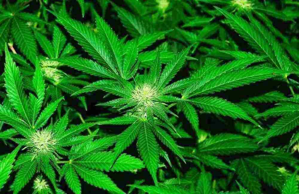 Polizeigewerkschaft kritisiert Cannabis-Legalisierung