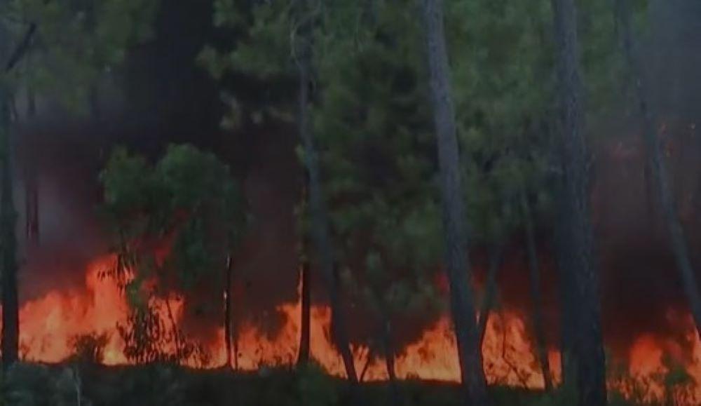 Portugal in Flammen: EU-Länder mobilisieren Ressourcen zur Unterstützung bei verheerenden Waldbränden